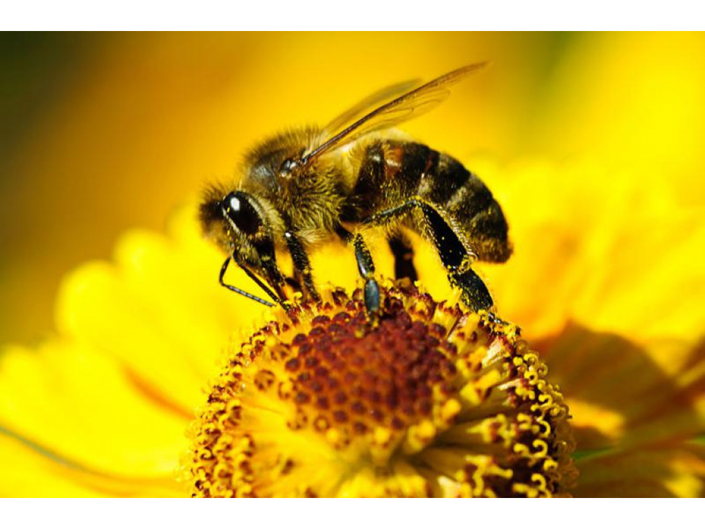 20 мая - Всемирный день пчёл (интересные факты о пчёлах)